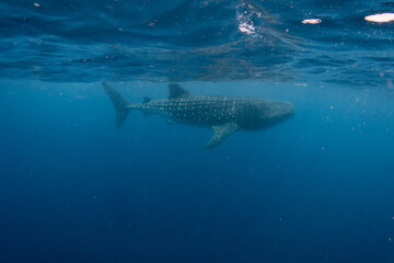 snorkeling with whale shark in summer seasson in isla mujeres, mexico