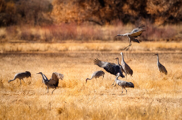 Sandhill Crane Migration