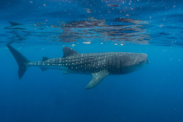 snorkeling with whale shark in summer seasson in isla mujeres, mexico