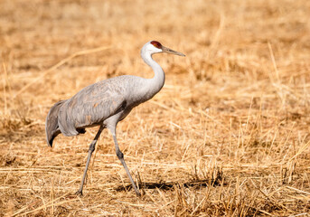 Sandhill Crane Migration