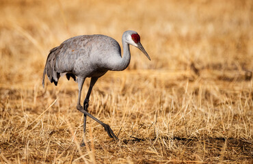 Sandhill Crane Migration