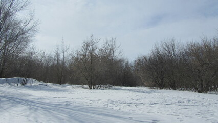 winter in the forest