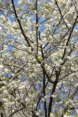 Cerisier en fleurs