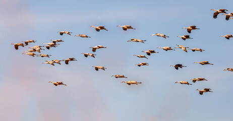 Sandhill Crane Migration