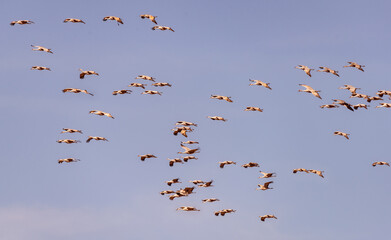 Sandhill Crane Migration