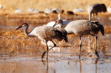 Sandhill Crane Migration