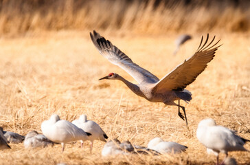 Sandhill Crane Migration