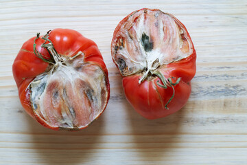 Half of red tomato with mold. Spoiled tomato covered with penicillin fungus. Recycling organic...