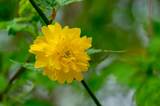 Doppelt bl&uuml;hende Japanische Kerria (Kerria japonica pleniflora)