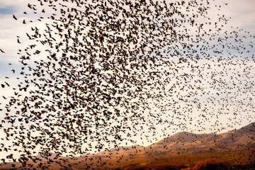 Flock of Birds