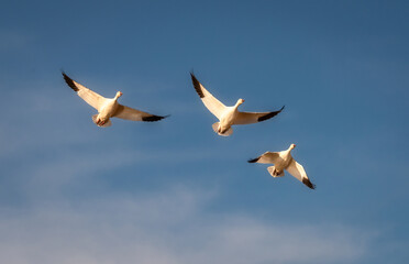 Snow Geese Migration