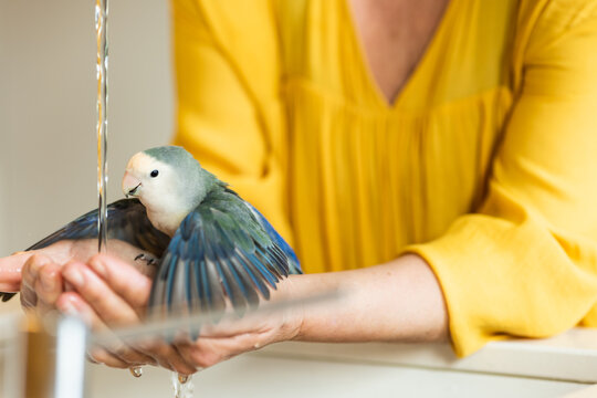Crop woman with cute parrot washing hands