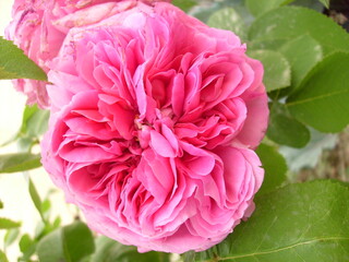 <Samsung D70 / D75 / S730 / S750>