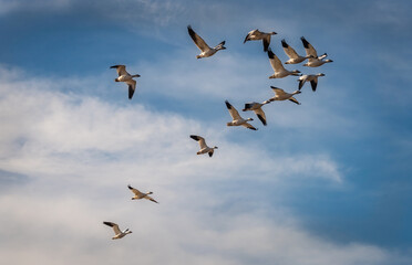 Snow Geese Migration