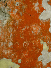 Native abstraction, pattern, lichen of orange color on tree