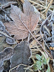 frozen autumn