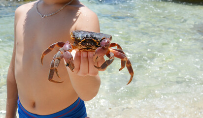 Little kid holding a fresh caught crab on the shire of Ly Son Island, Vietnam