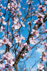 blooming sakura tree on a sunny day in spring