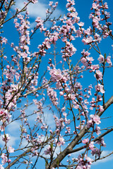 blooming sakura tree on a sunny day in spring