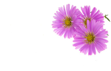 perennial aster flower isolated
