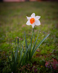 Wet Morning Daffodil