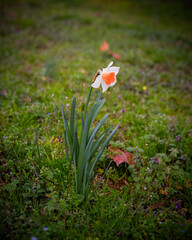 Wet Morning Daffodil