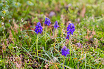Purple Grape Hyacinths