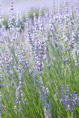 Field of Lavender, Lavandula angustifolia, Lavandula officinalis 