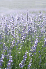 Naklejka premium Field of Lavender, Lavandula angustifolia, Lavandula officinalis 