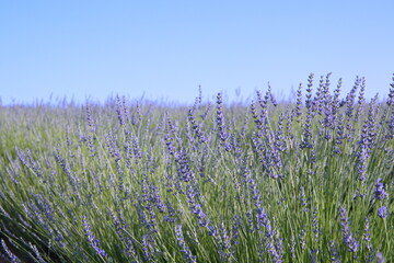 Fototapeta premium Field of Lavender, Lavandula angustifolia, Lavandula officinalis 
