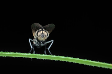the shape of the house fly anus from behind - obrazy, fototapety, plakaty