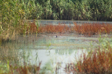 Lake with golden reel and plants closeup landscape view