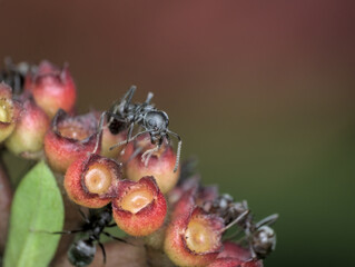 small black garden ant on the flower that becomes fruit