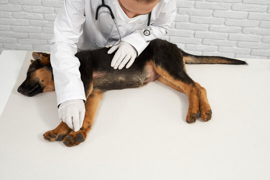 Front view of vet in white latex gloves, lab coat, with phonendoscope examining dog paw on white brick wall background, German Shepherd lying on side. Concept of pets treating.
