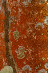 Fresh abstraction, pattern, lichen of orange color on tree