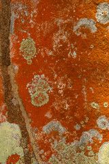 Natural abstraction, pattern, lichen of orange color on timberland