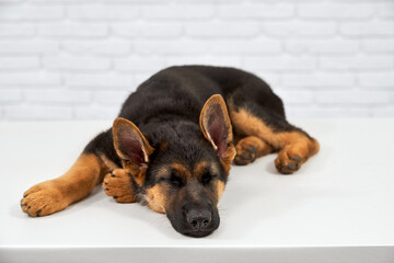 Front view of German Shepherd lying with closed eyes on paw on white table. Big dog ill sleeping,...