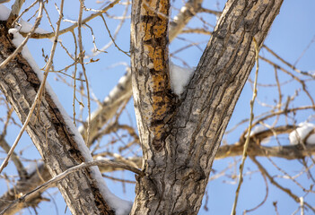 Obraz premium Dark branches with buds covered by melted snow. Spring background