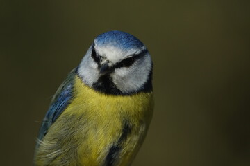 Obraz premium blue tit (Cyanistes caeruleus)