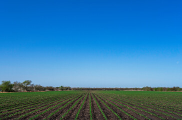 Fototapeta na wymiar Freshly planted corn field in Texas