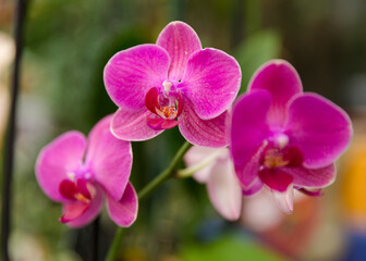 Fototapeta na wymiar A beautiful bright bouquet of fresh blooming orchids for a gift collected by an experienced florist