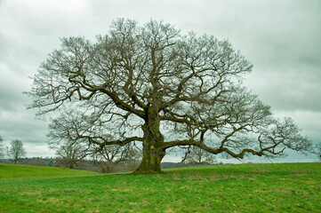 Fototapeta na wymiar Oak tree meadow in the springtime.