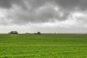 An abandoned old wooden house surrounded by a lush green crop under a gray rainy sky in a countryside landscape