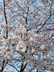 Prunus (x) yedoensis ou Cerisier Yoshino, cerisier ornemental aux petits bouquets de fleurs odorantes rose pâle à blanc pur le long de rameaux marron clair retombants en fontaine