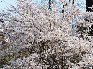 Prunus (x) yedoensis Shidare Yoshino. Cerisier à fleurs du Japon au port pleureur doté d'une floraison blanche pure et rose pâle parfumée et spectaculaire au printemps