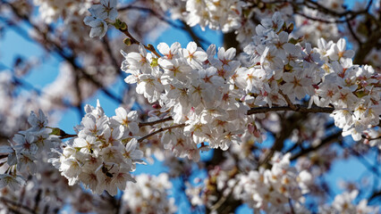 Prunus (x) yedoensis  | Cerisier Yoshino ou cerisier de Tokyo, arbre ornemental aux branches charpentées et rameaux retombants garnis de grappes de fleurs rose pâle et blanc pur spectaculaires