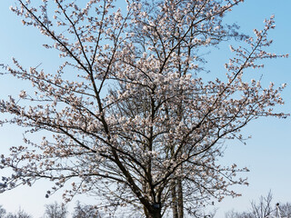 Cerisier Yoshino ou prunus (x) yedoensis, cerisier ornemental originaire du Japon, apprécié et cultivé pour sa magnifique floraison blanc rosé en début du printemps