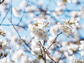 Prunus (x) yedoensis Shidare Yoshino. Cerisier à fleurs du Japon au port pleureur doté d'une floraison blanche pure et rose pâle parfumée et spectaculaire au printemps