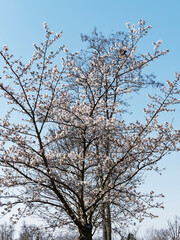 Obraz premium Prunus (x) yedoensis - Cerisier Yoshino ou cerisier à fleurs pleureur du Japon à floraison blanche et rose pâle spectaculaire avant apparition du feuillage