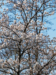 Prunus (x) yedoensis  | Cerisier Yoshino ou cerisier de Tokyo aux fleurs printanières rose pâle et blanc pur le long de rameaux retombant avant apparition du feuillage